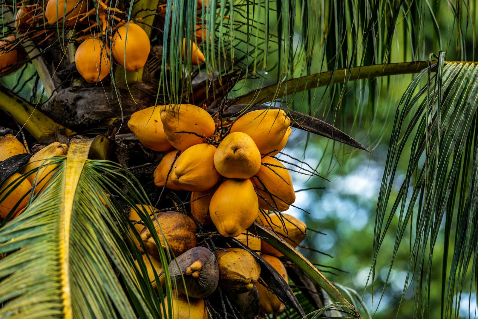 Plantation tropicale et pratiques durables