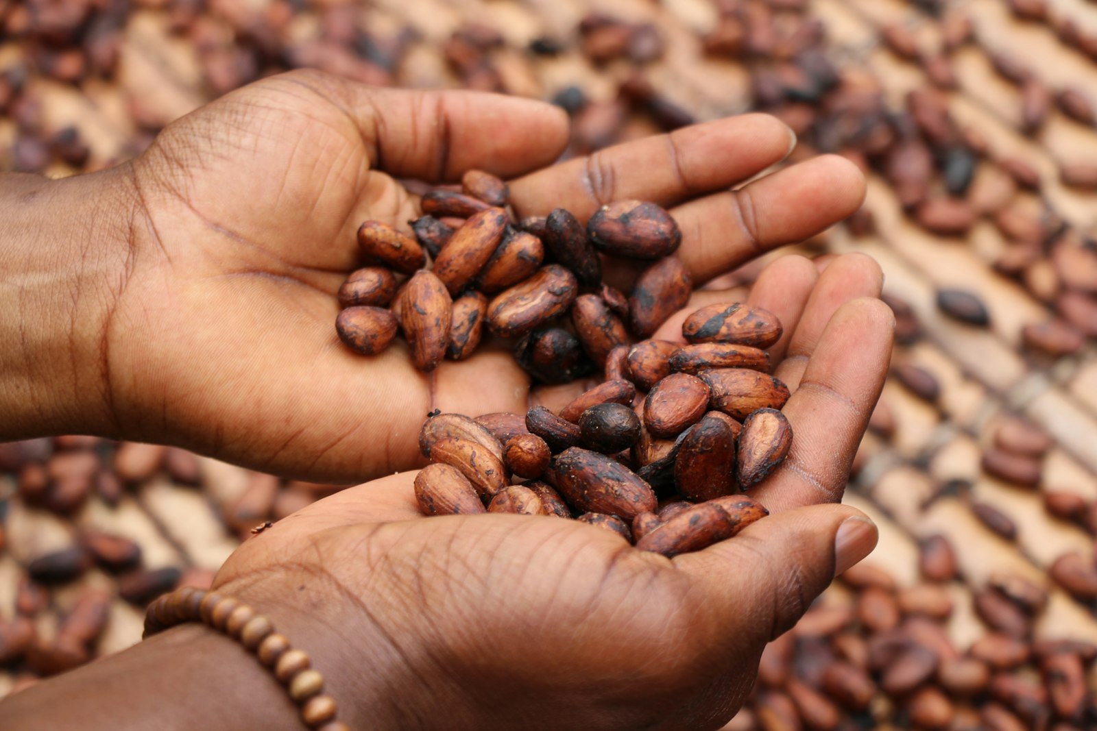 Cacao 4