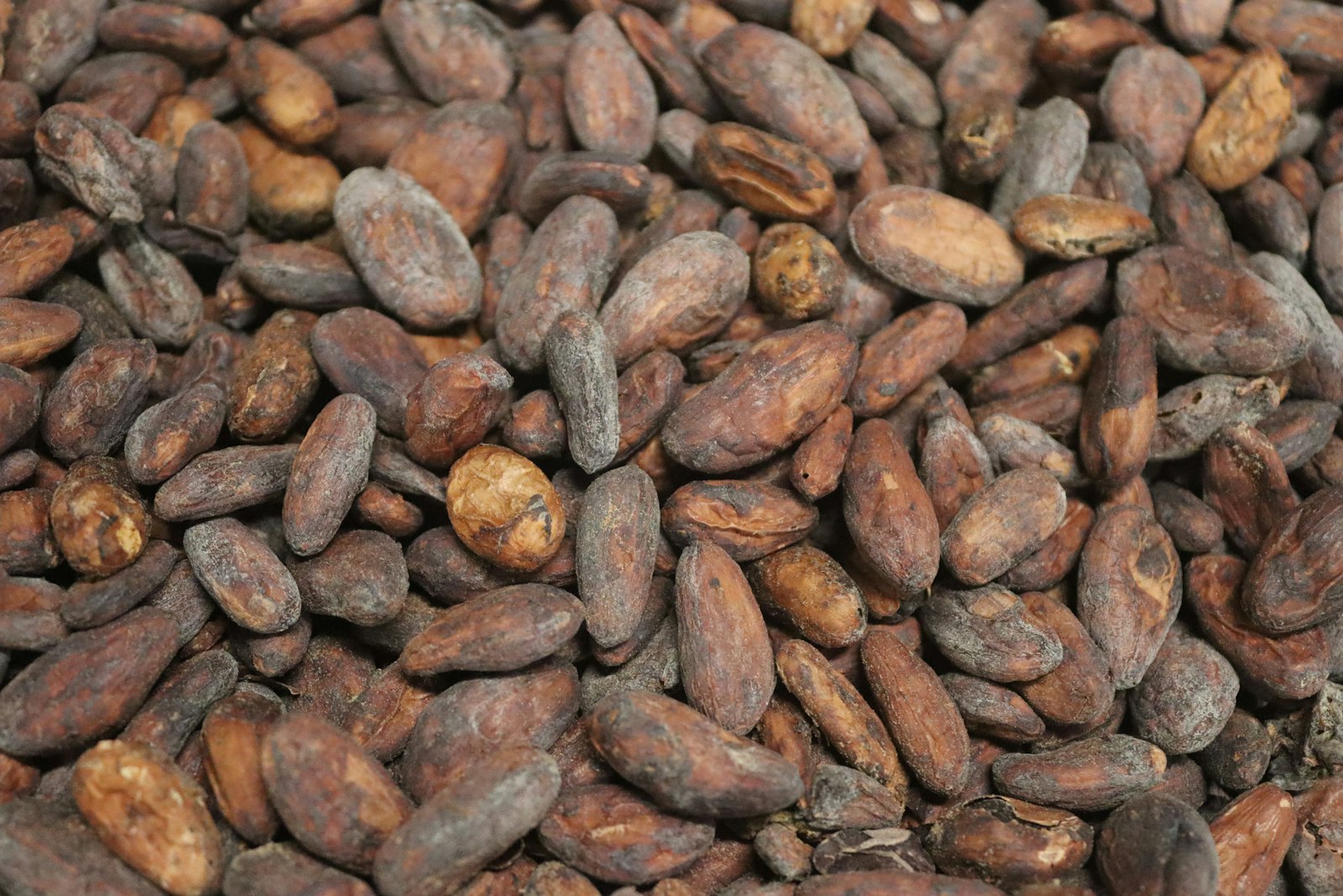 Cacao 6